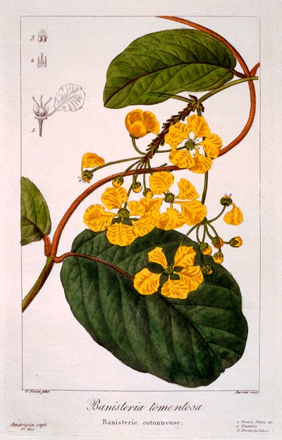 Banisteria: B. tormentosa, veröffentlicht 1836 von Panacre Bessa