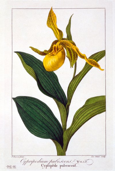 Cypripedium, veröffentlicht 1836 von Panacre Bessa