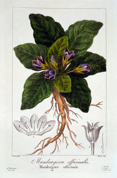 Alraune: Mandragora officinarum, 1836 von Panacre Bessa