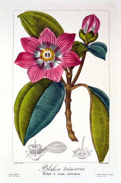Melier, veröffentlicht 1836 von Panacre Bessa