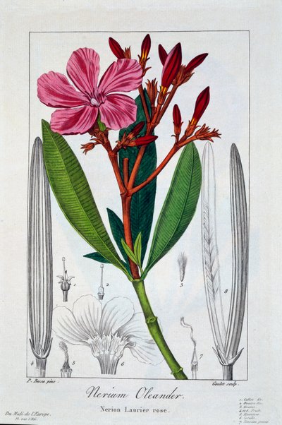 Nerium Oleander, veröffentlicht 1836 von Panacre Bessa