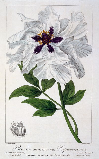 Pfingstrose, veröffentlicht 1836 von Panacre Bessa