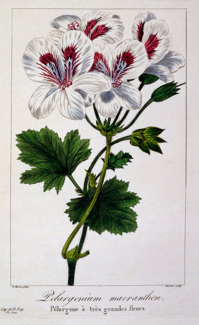 Pelargonium Macranthon, veröffentlicht 1836 von Panacre Bessa
