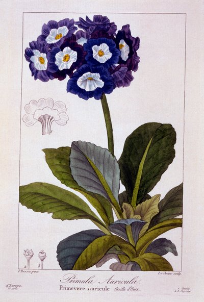 Primula auricula, veröffentlicht 1836 von Panacre Bessa