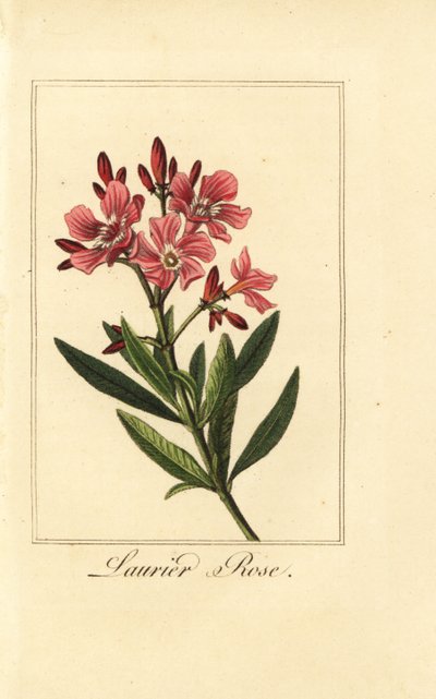 Oleander, Laurier-rose, Nerium oleander von Pancrace (after) Bessa