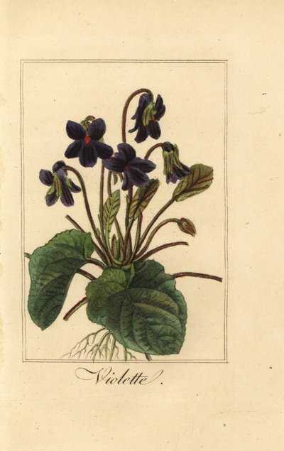 Duftveilchen, Viola odorata von Pancrace (after) Bessa