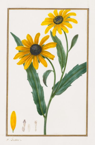 Schwarzäugige Susanne, 1828-1835 von Pancrace Bessa