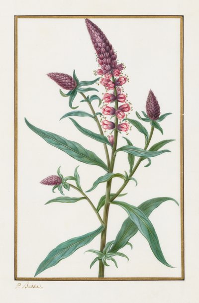 Ohne Titel, 1828-1835 von Pancrace Bessa