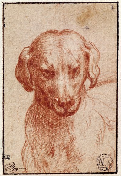 Kopf eines Hundes von Parmigianino