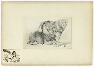 Löwe und Löwin von Paul Friedrich Meyerheim
