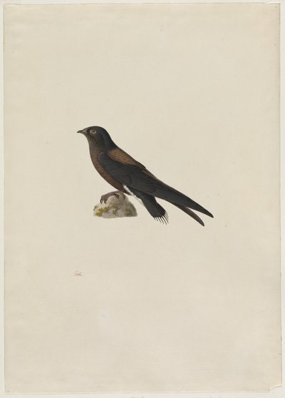 Nadelschwanzsegler (Hirundapus caudaculus) von Paul Huet