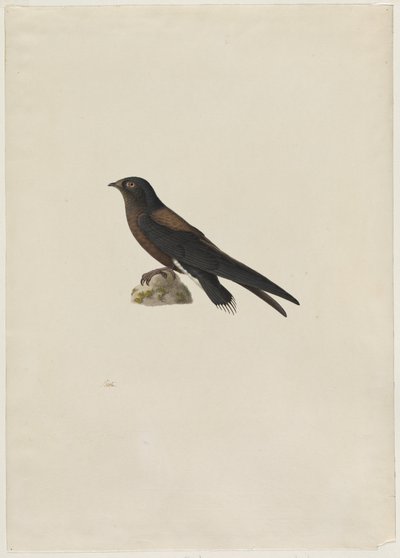 Nadelschwanzsegler Hirundapus caudaculus, 1800er von Paul Huet