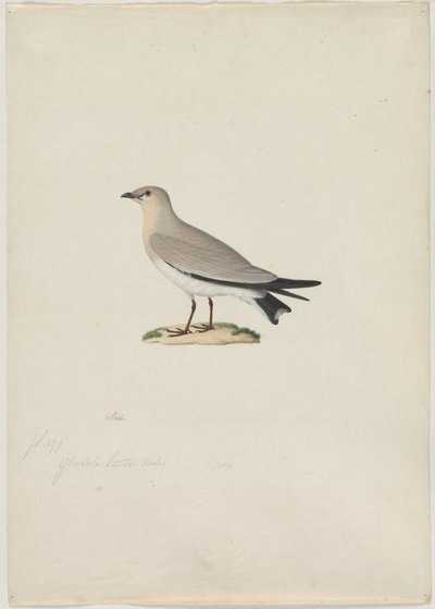 Kleine Pratincole Glareola lactea von Paul Huet