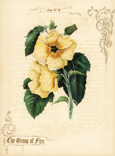 Gelbe Hibiskusblüten und Laub von Paul Jerrard
