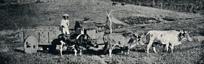 Ochsenkarren von Paulo Sack