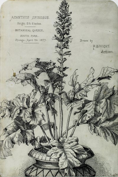 Acanthus Spinosus, Präsentationszeichnungen von Peter Bonnett Wight