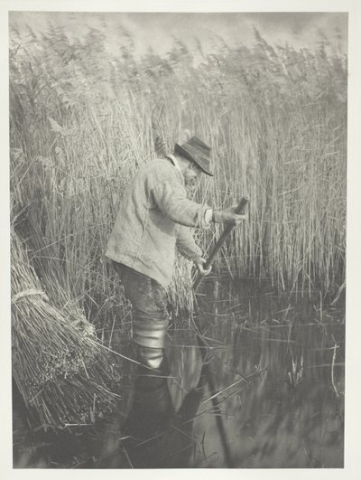Ein Schilfschneider bei der Arbeit von Peter Henry Emerson