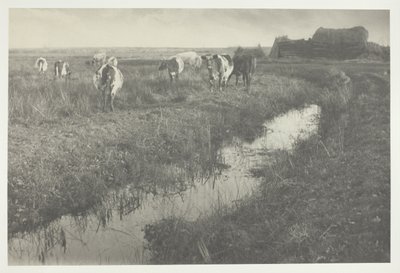 Vieh auf den Sümpfen von Peter Henry Emerson
