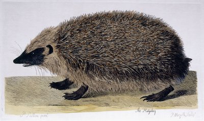 Der Igel, 1761-1766 von Peter Paillou