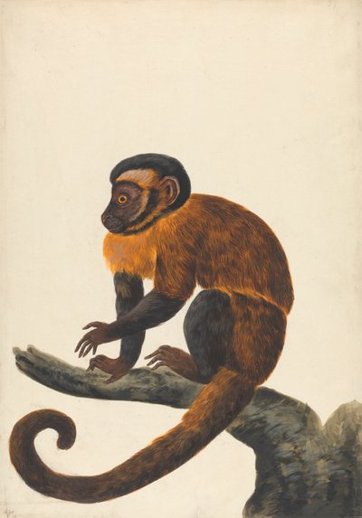 Ein Kapuziner von Peter Paillou the younger