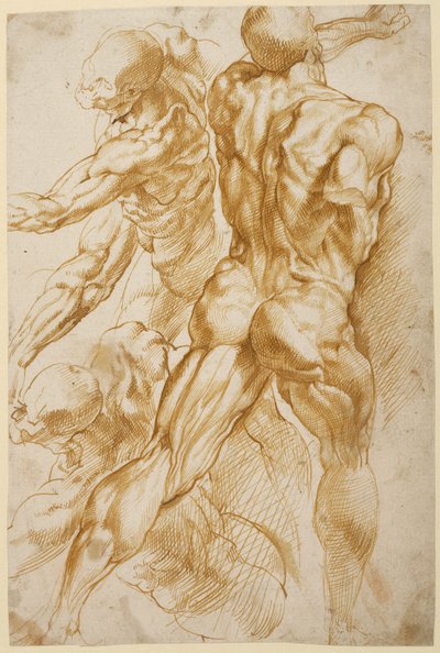 Anatomische Studien von Peter Paul Rubens