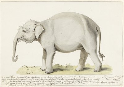 Stehender Elefant, nach links von Petrus Camper