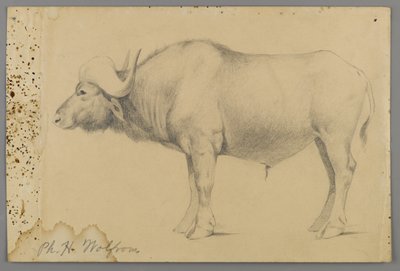 Wasserbüffel von Philip H. Wolfrom