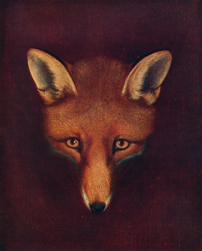 Renard der Fuchs, ca. 1800, 1922 von Philip Reinagle