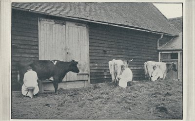 Kühe melken, 1910 von Pictorial Agency