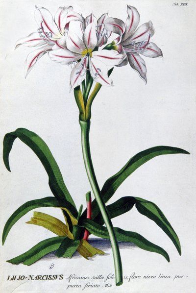 Lilie, Lilio Narcissus von Pierre Joseph Redouté