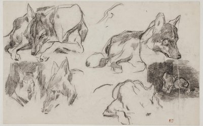 Studien nach marokkanischen Hunden von Pierre Andrieu