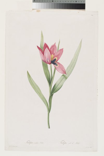 Tulpe Oeil De Soleil von Pierre Joseph (after) Redoute