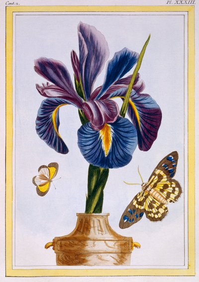Gemeine Schwertlilie mit Schmetterlingen, veröffentlicht 1776 von Pierre Joseph Buchoz