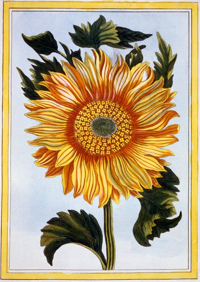 Sonnenblume von Pierre Joseph Buchoz