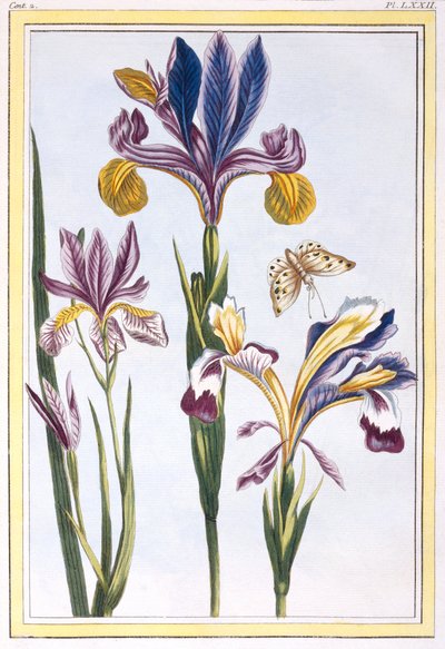 Bunte Iris von Pierre Joseph Buchoz
