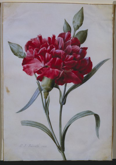 Eine dunkelrote Nelke, 1822 von Pierre Joseph Redouté