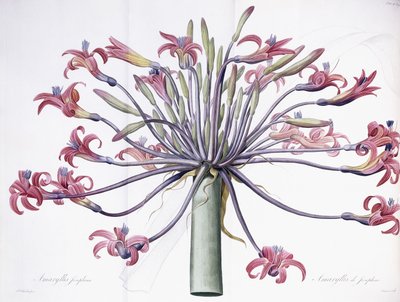 Amaryllis Josephina, 1802-1816 von Pierre Joseph Redouté