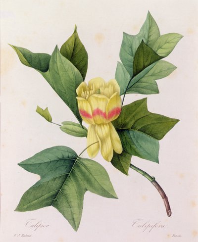 Tulipifera von Pierre Joseph Redouté