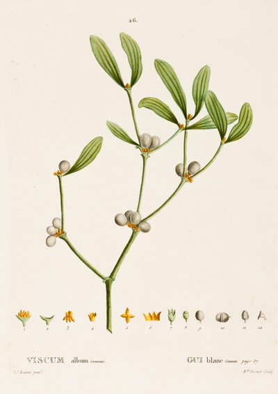 Mistel, ca. 1800-1830 von Pierre Joseph Redouté