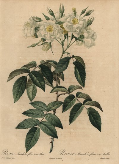 Weiße Moschusrose, Rosa moschata von Pierre Joseph Redouté