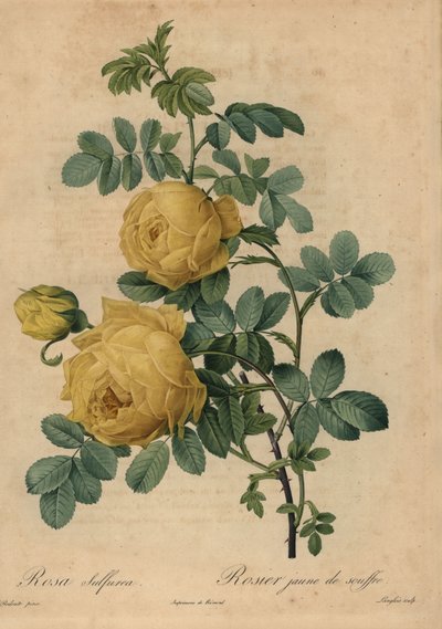 Gelbe Schwefelrose von Pierre Joseph Redouté