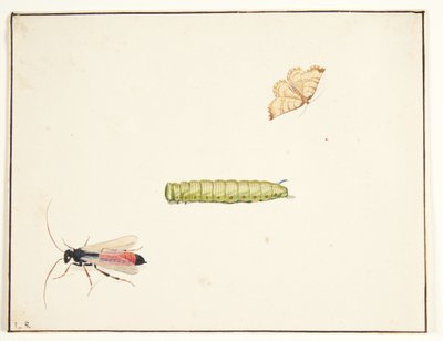 Drei Insektenstudien von Pieter Holsteijn