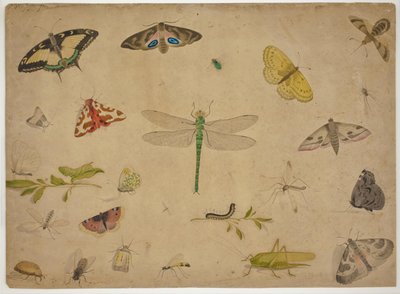 26 Insekten von Pieter I Holsteijn