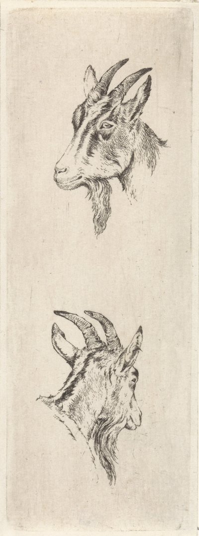 Ziegenkopf von Pieter Janson