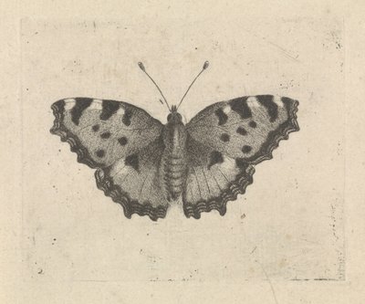 Schmetterling von Pieter Lyonet