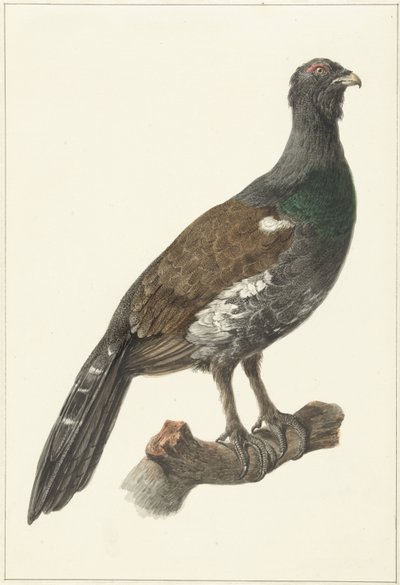 Auerhahn von Pieter Pietersz. Barbiers