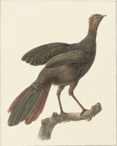 Schopfguan (Penelope purpurascens) von Pieter Pietersz. Barbiers