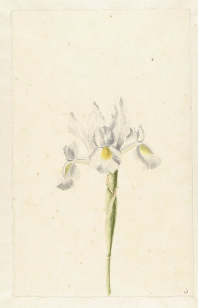 Weiße Iris (Iris albicans) von Pieter Withoos (circle of)
