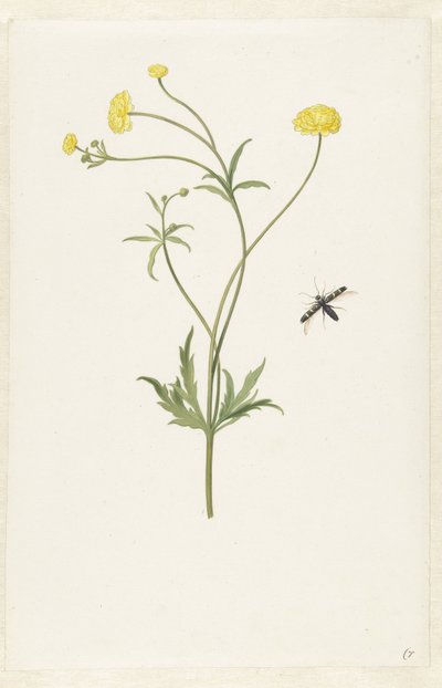 Doppelte gelbe Ranunkel und Insekt von Pieter Withoos (possibly)