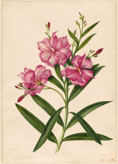Lila Oleander von Pieter Withoos